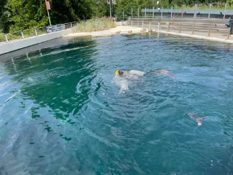Fütterung der Seehunde